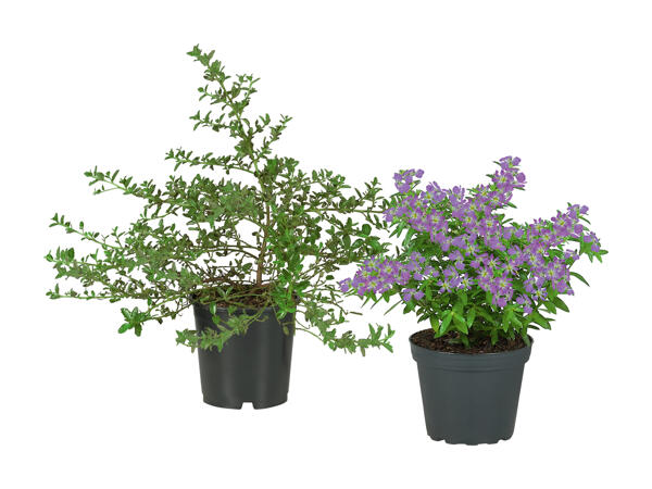 Plantes à floraison précoce (uniquement en Suisse romande et alémanique)