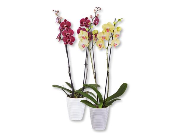 Phalaenopsis 2 Stems