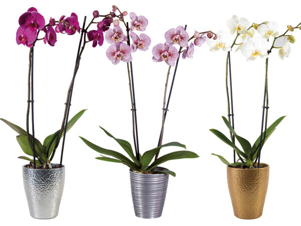 Orchidee 2-Trieber im Keramiktopf