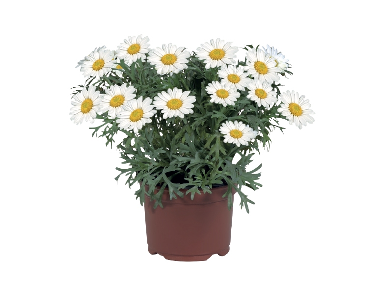 Marguerite
