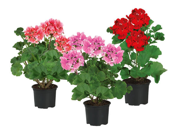 Zonal Geranium