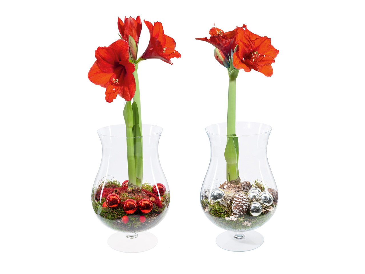 AMARYLLIS I STORT COGNACGLAS