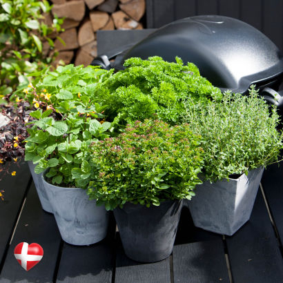 Danske krydderurter