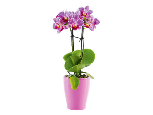 Mini Orchid in Ceramic Pot