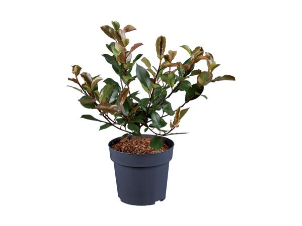 Shrub/​Hedging Mix