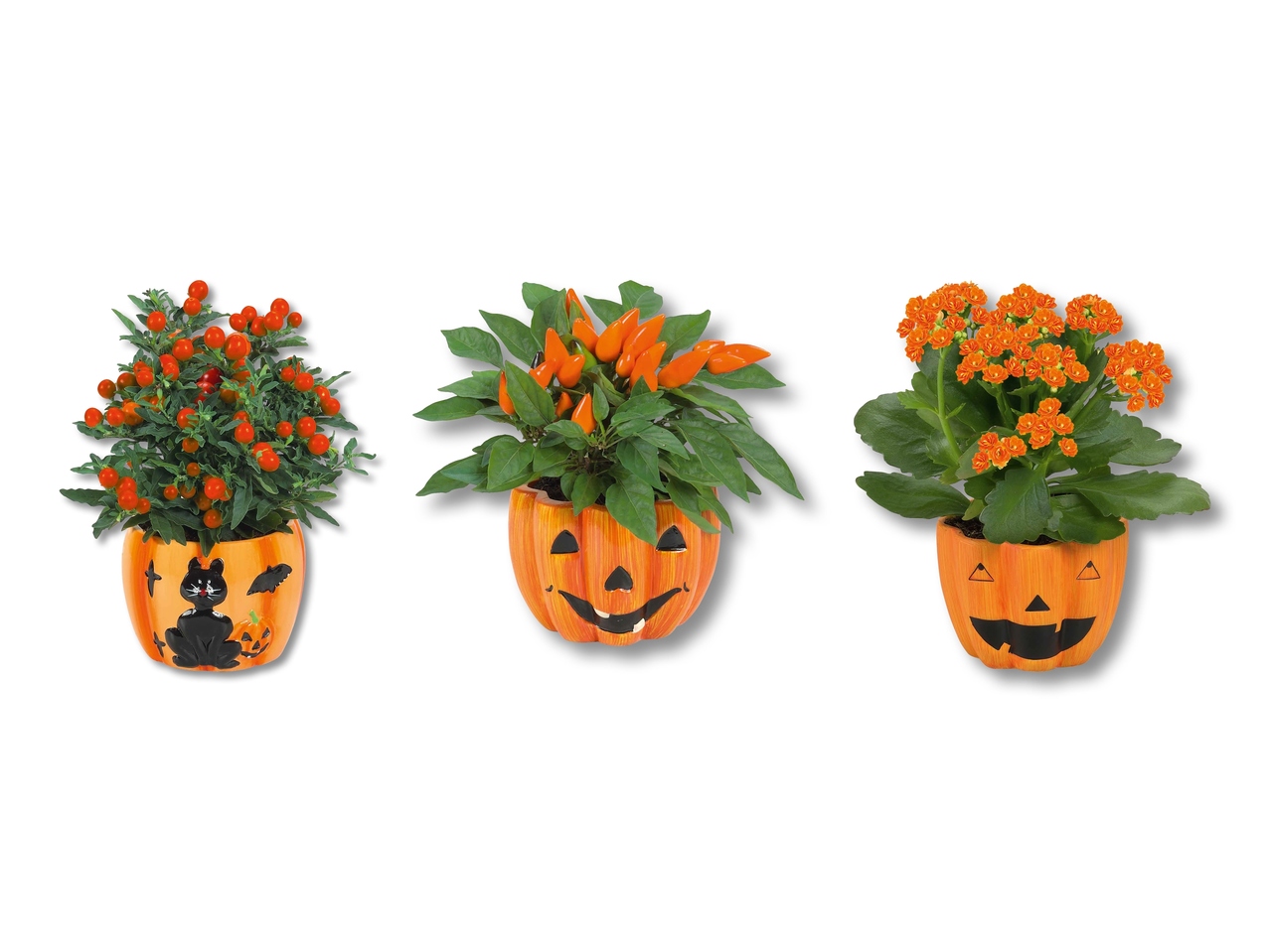 Piantine in vasi di ceramica per Halloween