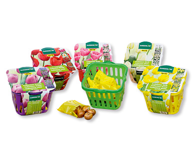 Bulbes de fleur GARDENLINE(R)