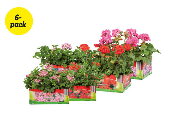 Pelargoner, stående eller hängande