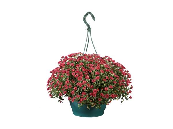 Krysantemum ampel
