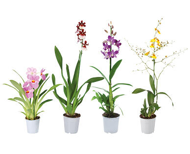 ORCHIDEE