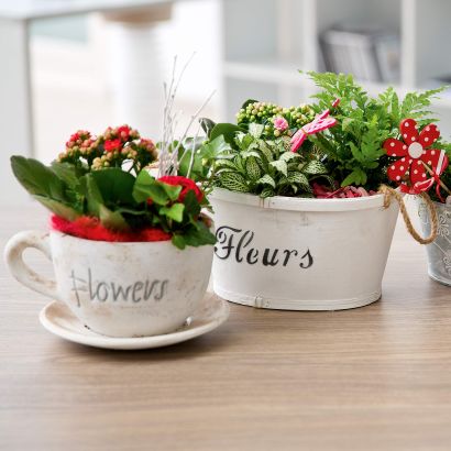 Composition de plantes
