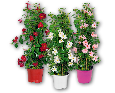 Dipladenia