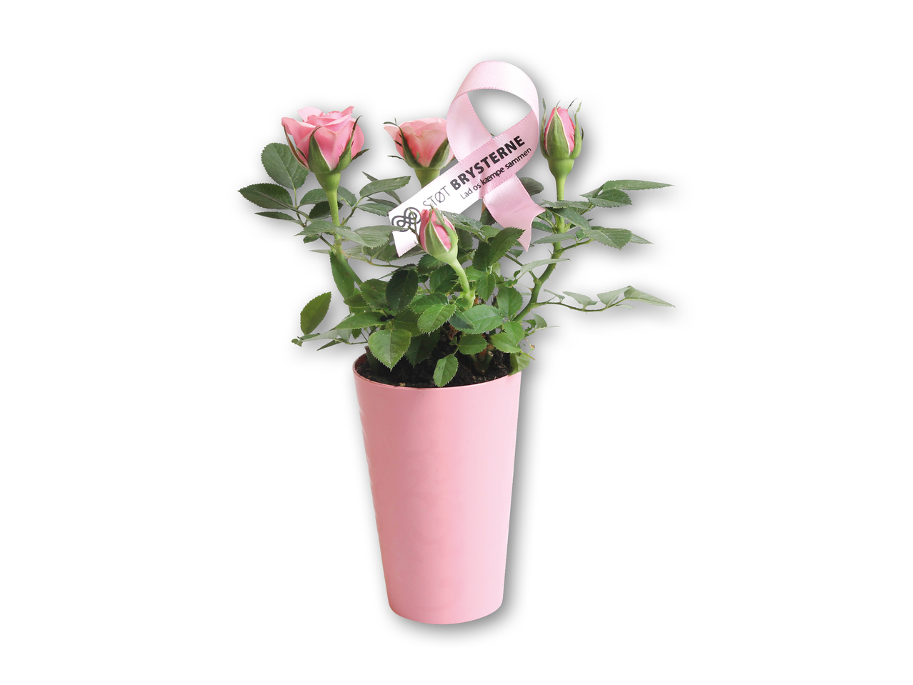 "Støt brysterne" minirose