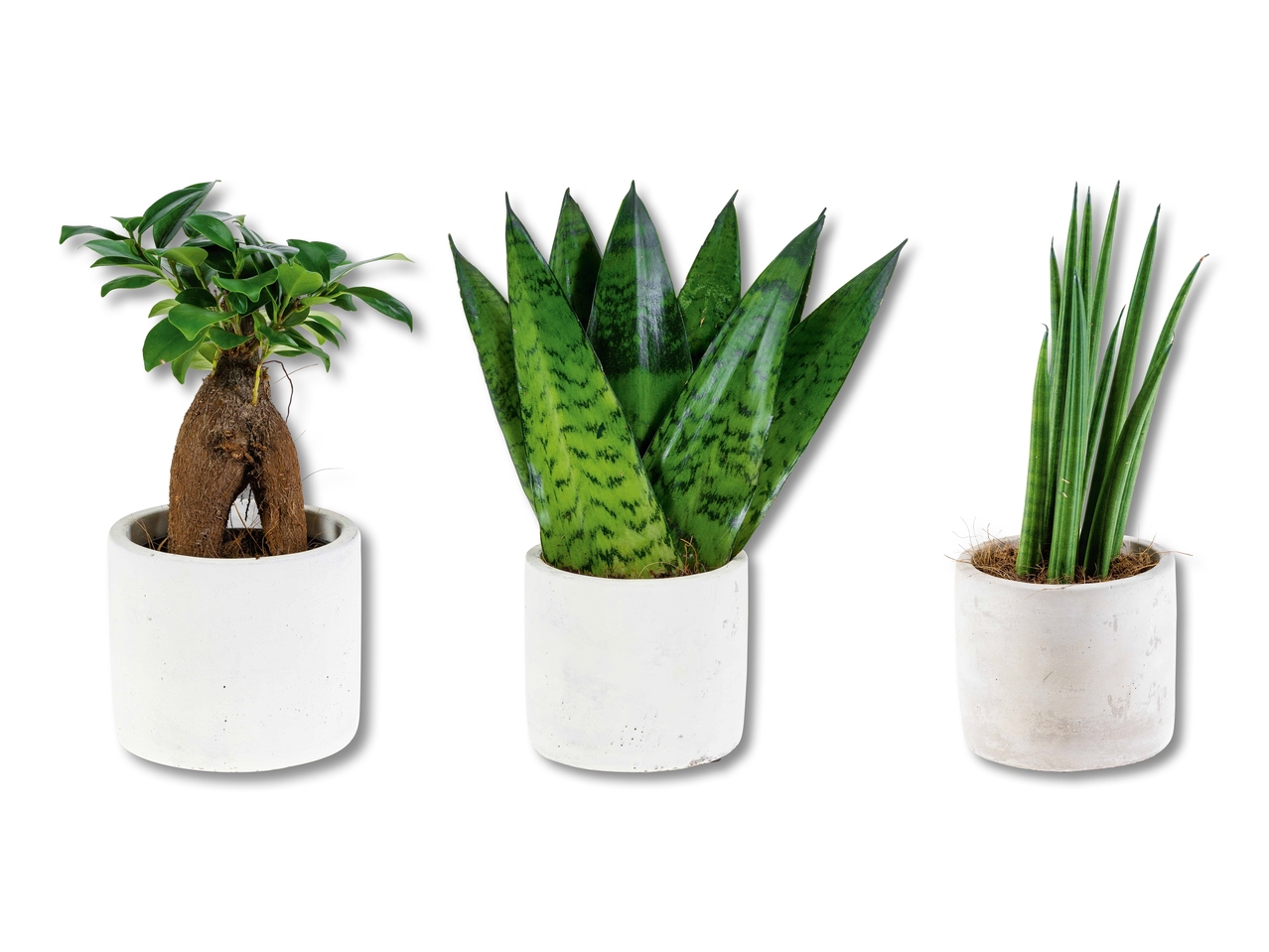 Plante dans un pot en céramique