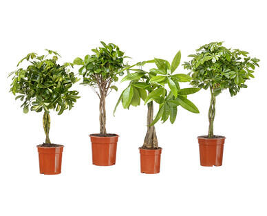 PIANTA VERDE MODERNA
