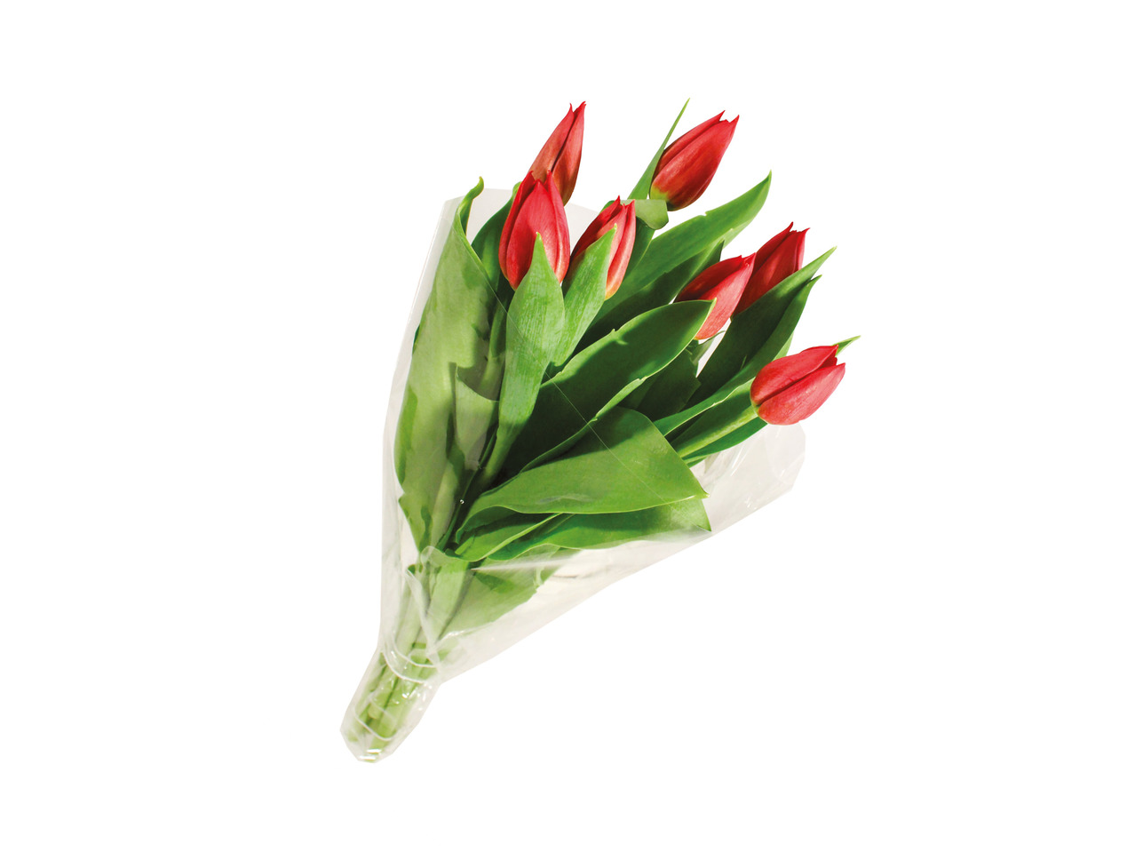 Tulipaner