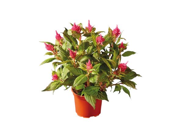 Celosia