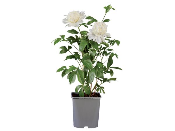 Peony
