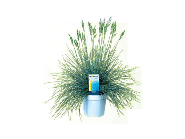 FESTUCA BLUE GRASS