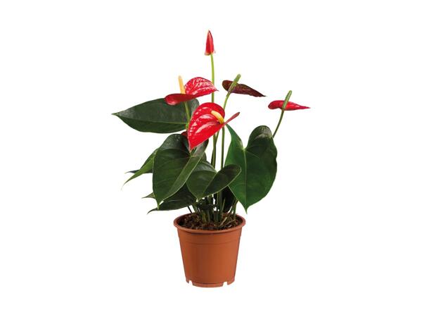 Flamingoblomst