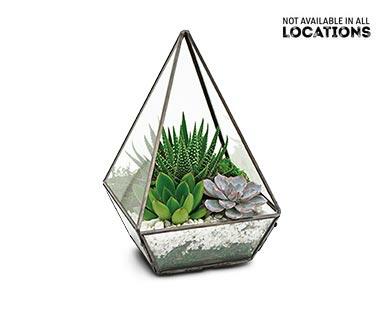 Geometric Terrarium Assorted varieties