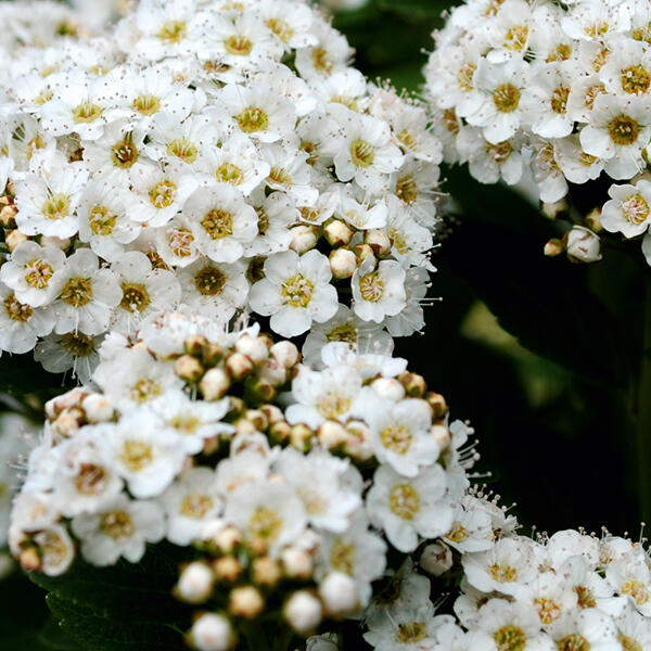 Kletterhortensie
