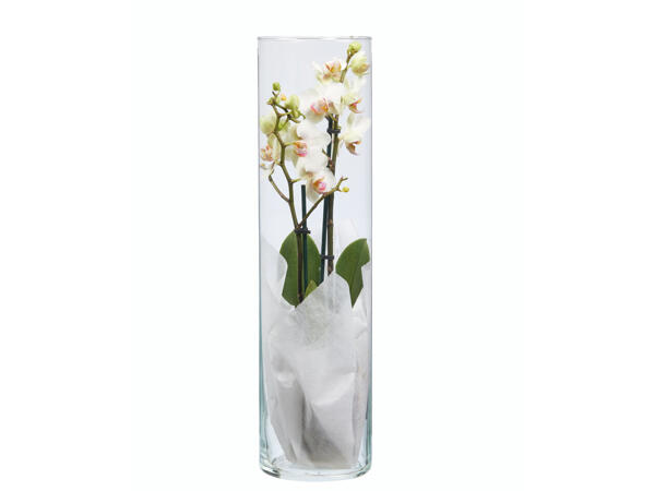 Phalaenopsis dans un vase en verre