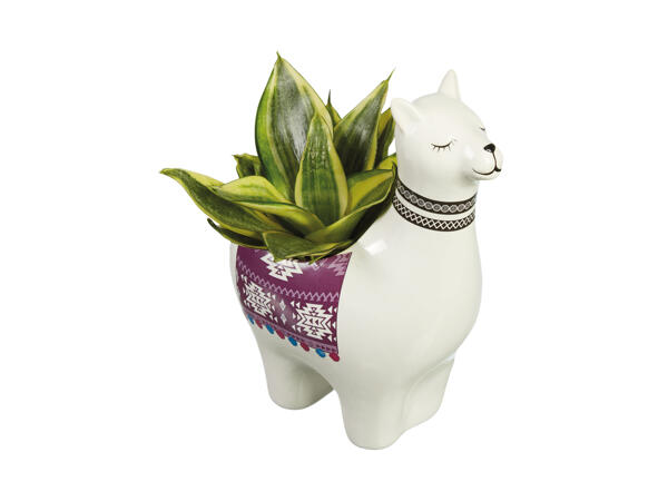 Plants in Alpaca Ceramic