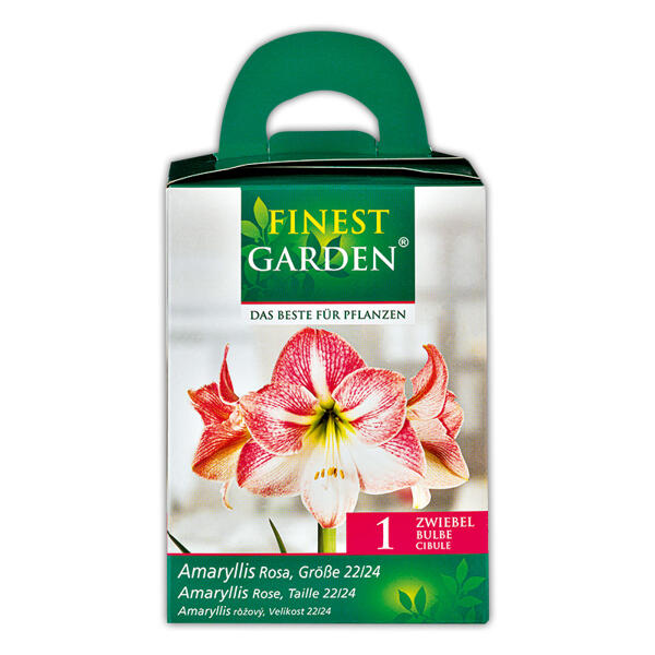 Amaryllis
