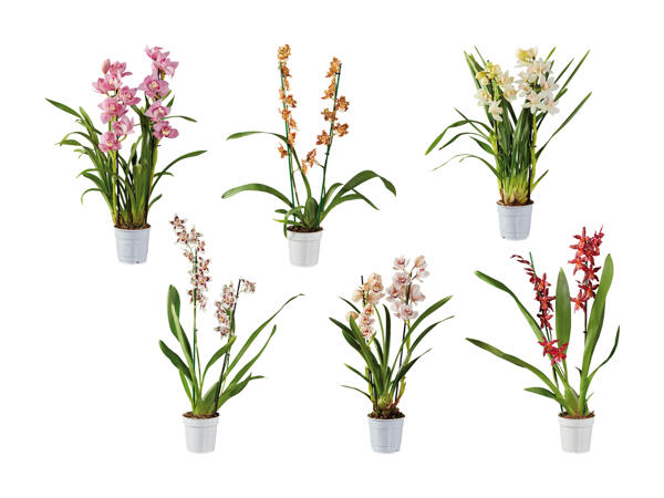 Orchidées premium