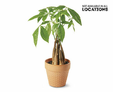 5" Money Tree