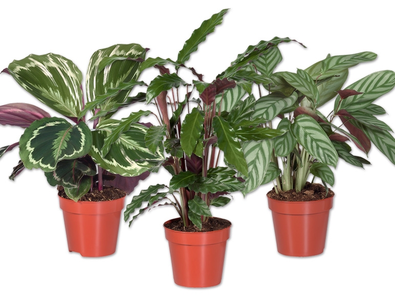 Calathea