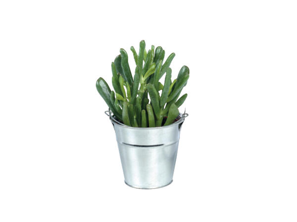 Cacti & Succulent in Zinc Bucket