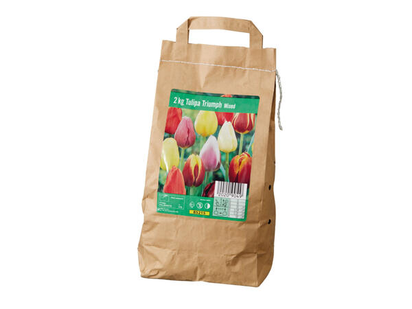 Bulbes de tulipes