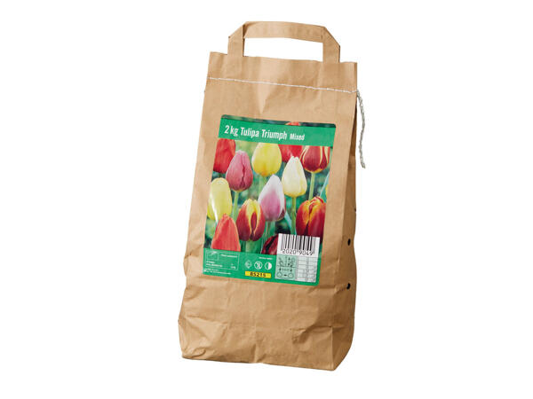 Tulpenzwiebeln