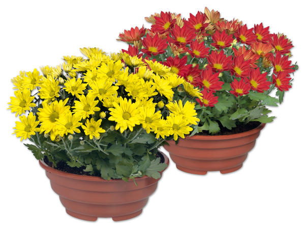 Chrysanthemenschale