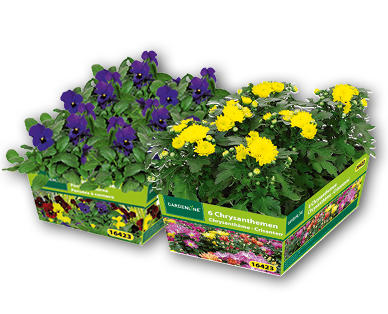Violen/Chrysantheme