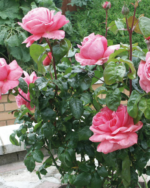 Pink Garden Rose