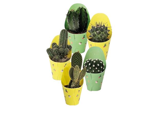 Mini Cactus