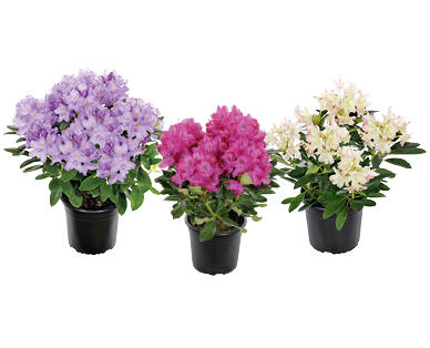 RODODENDRO