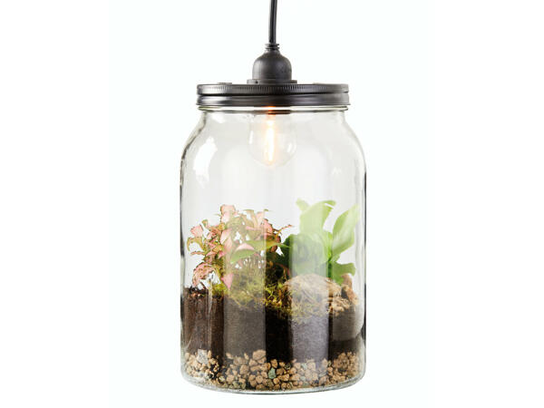 Terrarium garni de plantes