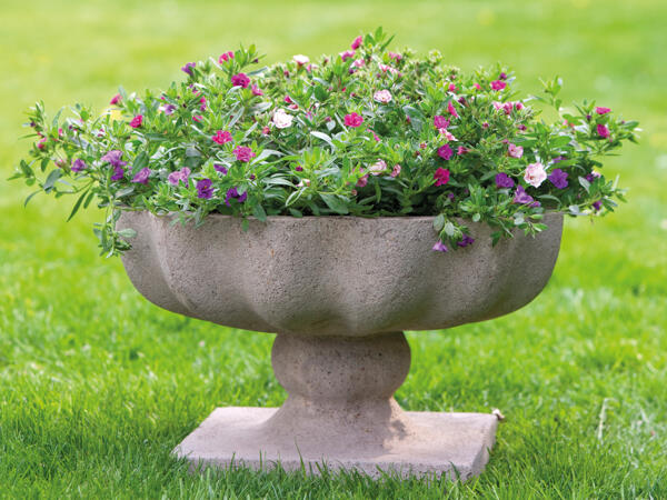 Dobbeltblomstrende mini petunia