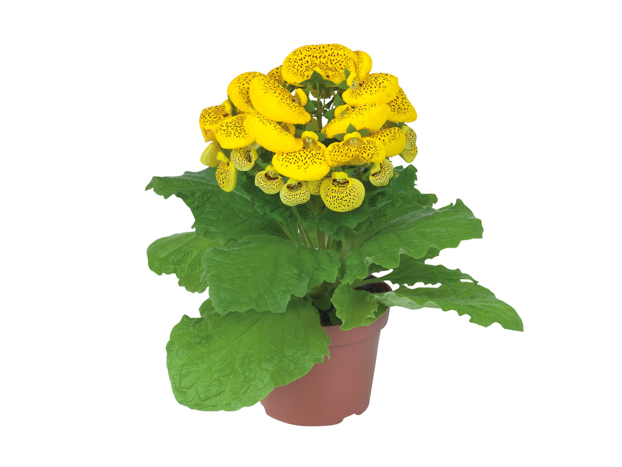 Pocket Book Plant1
