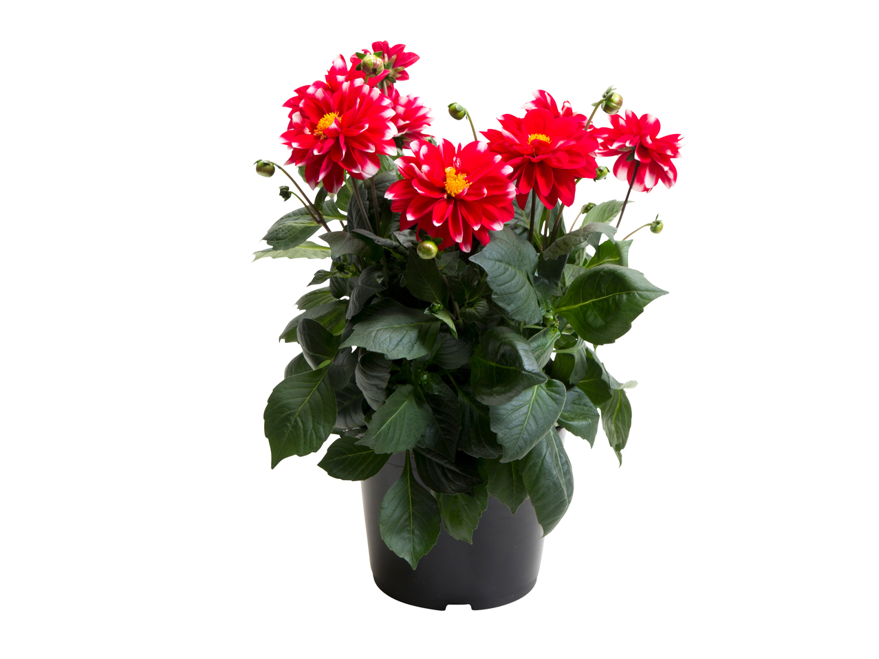 Dahlia