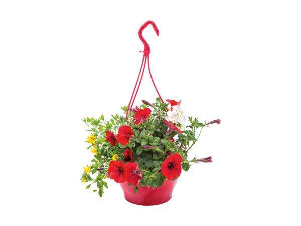 Ampel med blandede planter