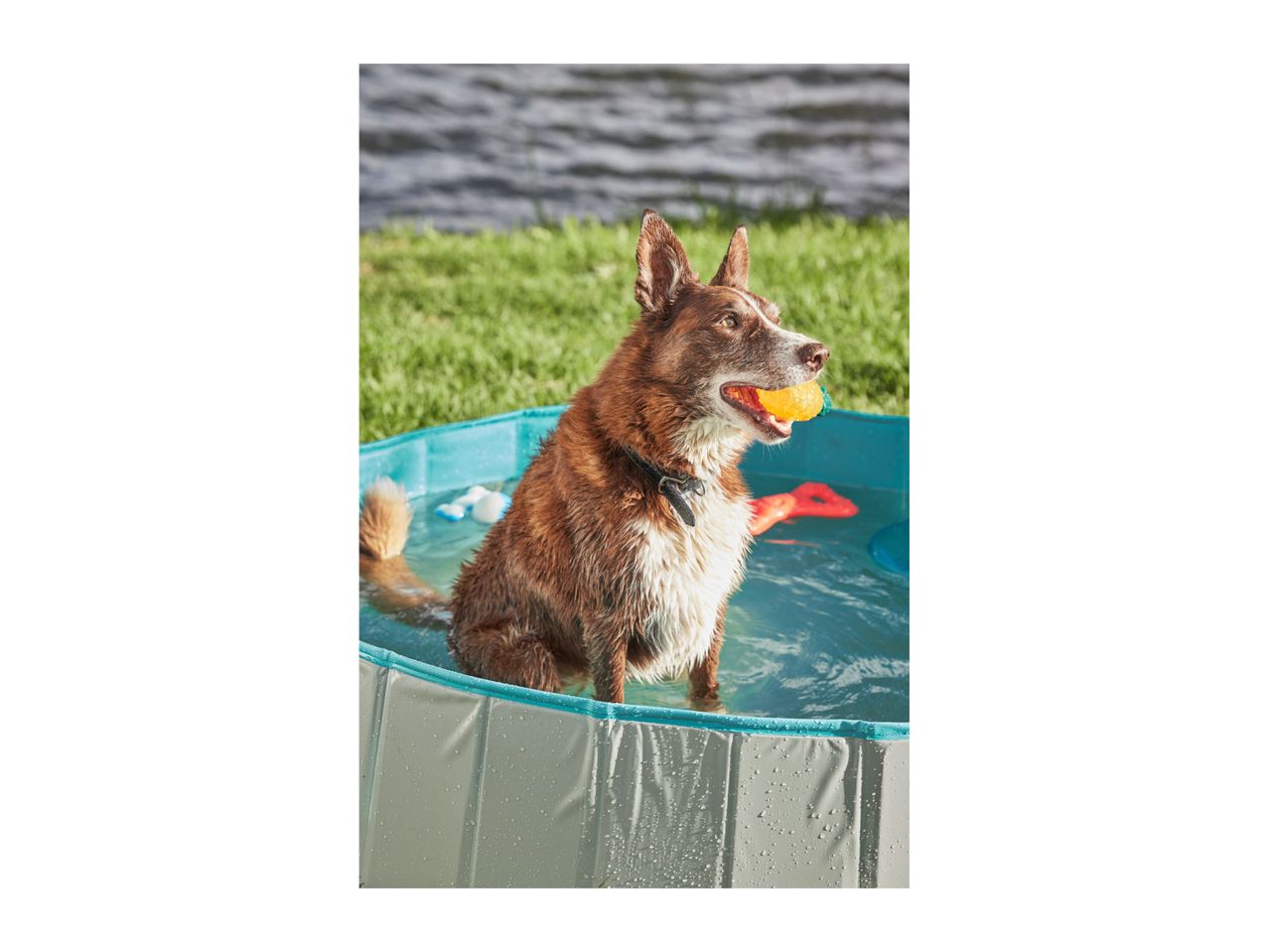 Zoofari Dog Pool