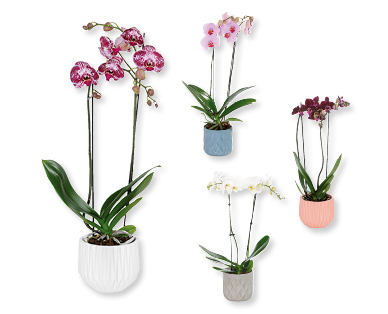 Orchidée