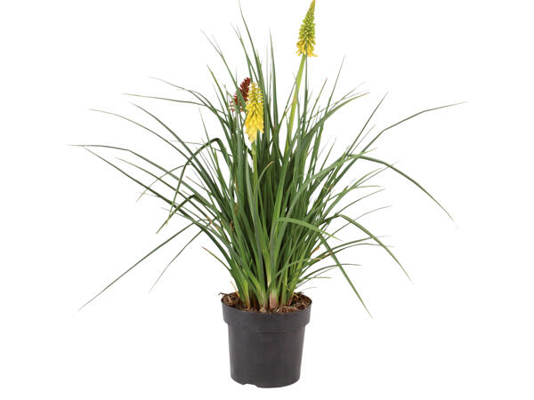 Fackellilie (Kniphofia)