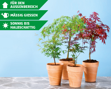 GARDENLINE(R) Ahorn-Strauch