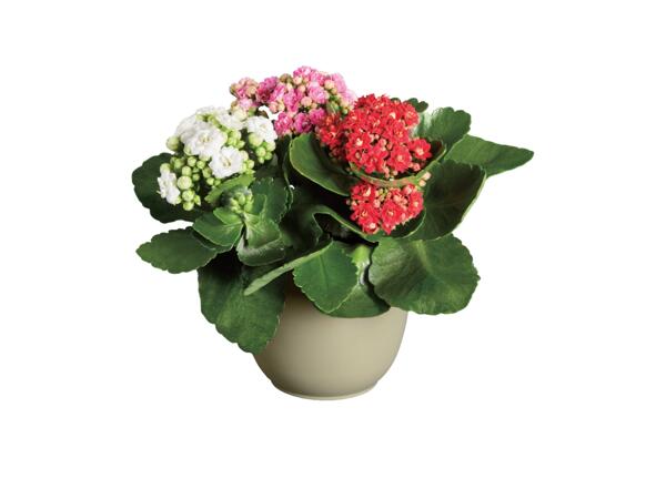 Kalanchoe Tricolore